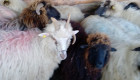 каракачански овце - Снимка 2