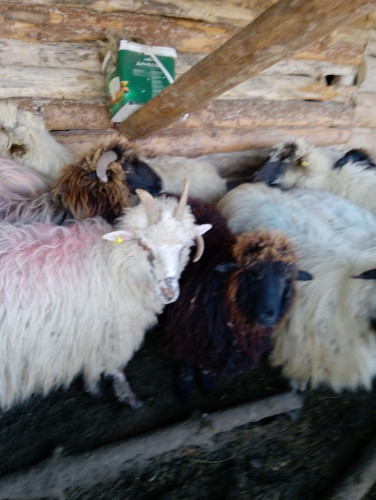 каракачански овце - Снимка 2