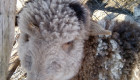 каракачански овце - Снимка 3