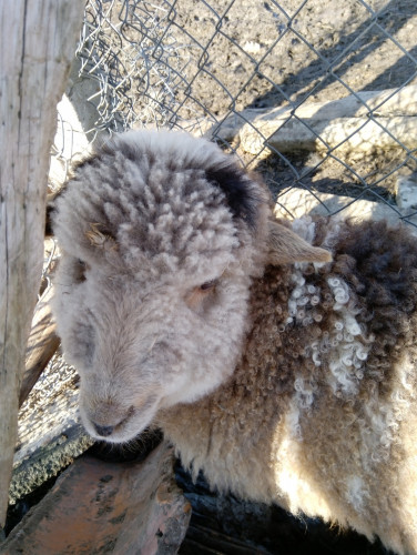 каракачански овце - Снимка 3