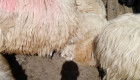 каракачански овце - Снимка 4