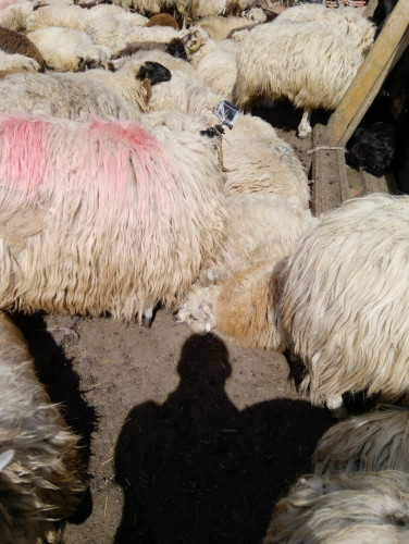 каракачански овце - Снимка 4