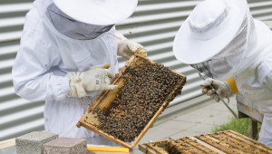 Зазимяване на пчелните семейства в многокорпусните кошери
