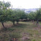 Ябълкова градина - Агро Имоти