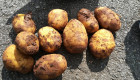 Трънски картофи - Снимка 1