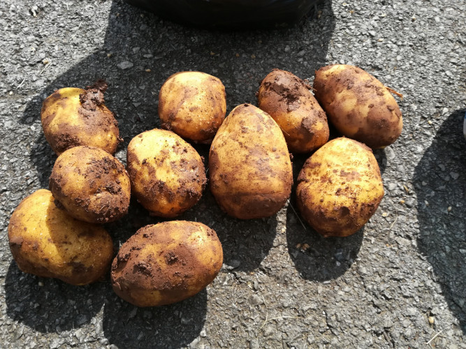 Трънски картофи - Снимка 1