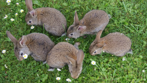 Хранене на зайците