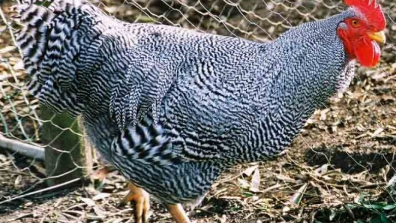 Плимутрок (Plymouth Rock) – порода кокошки за месо