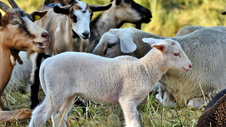 Гангренозен мастит при овцете и козите