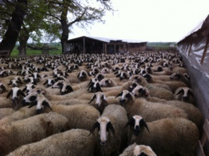 Продавам вакли маришки овце - Снимка 3