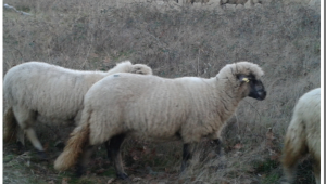 Дъбенска овца - съчетание на добра продуктивност и резистентност
