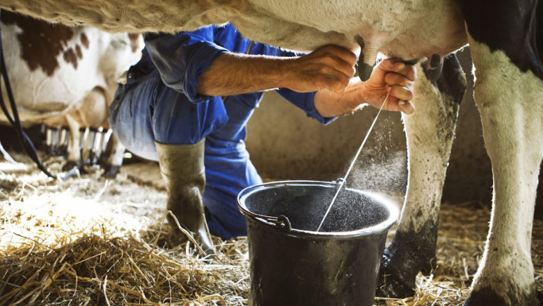 Фермери, започна доказването на реализираното мляко и животни