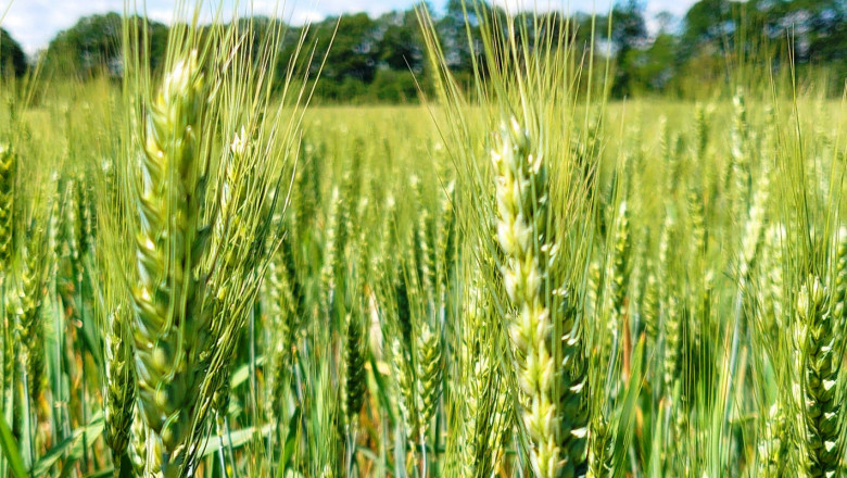 Старт: В Добруджа започна сеитбата на пшеница!