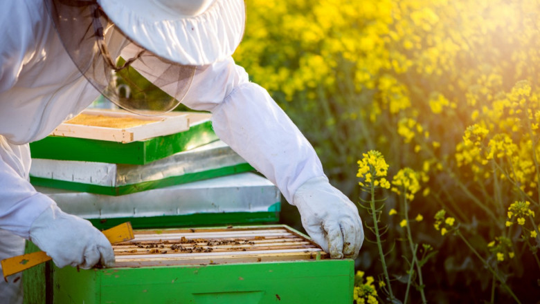 В края на октомври откриват прием по пчеларската програма за 2021 г.