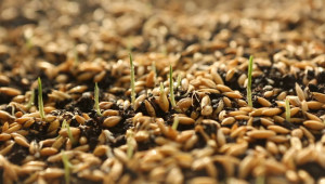 Дилема за сеитбата на пшеница: В срок или по-късно тази година?