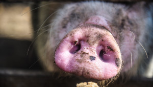 БАБХ се готви за одит заради Африканската чума по свинете