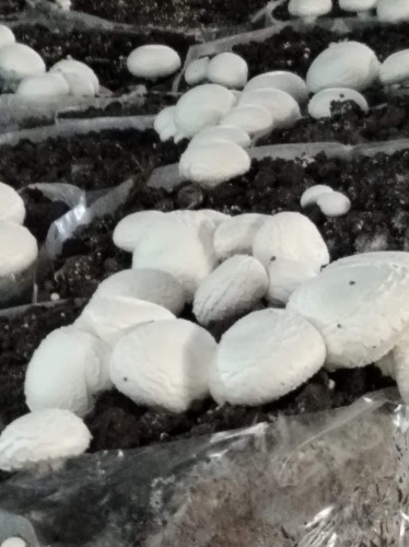 мицел и компост за печурки в чувалчета цена