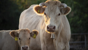 Трудно ли се установява бременност при кравите?