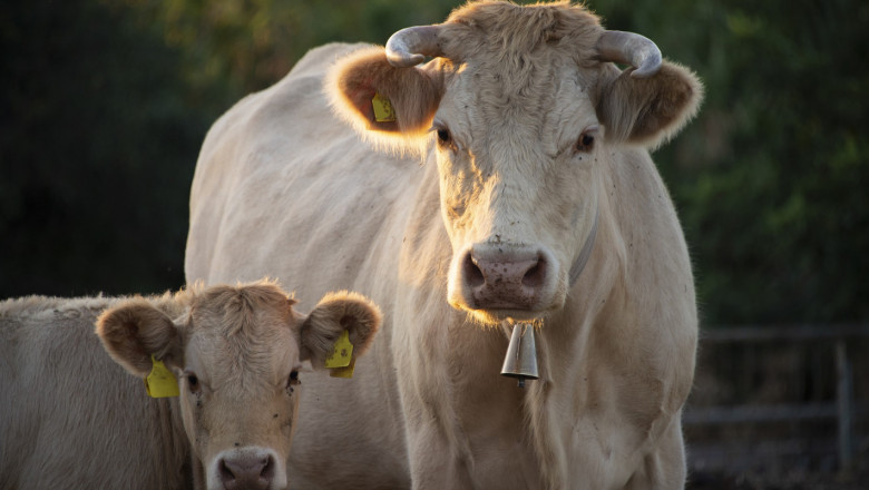 Трудно ли се установява бременност при кравите?