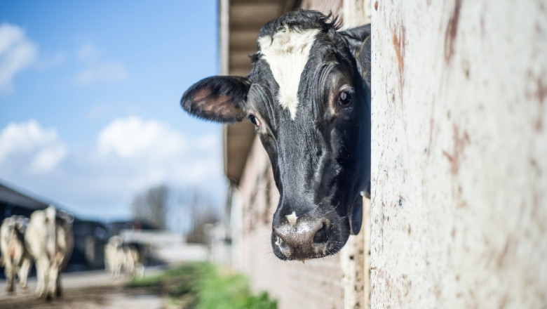Субсидии: Ясни са ставките за говеда и биволи по ПНДЖ1