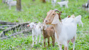 Вижте ставката за овце и кози по ПНДЖ3