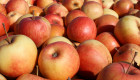 Натурален ябълков сок студено пресован - Снимка 3
