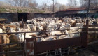 Продавам стадо от 200 бр. кози - Снимка 1