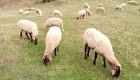 Продавам 80 броя овце за 220 лв. - Снимка 2