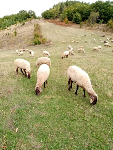 Продавам 80 броя овце за 220 лв. - Снимка 2
