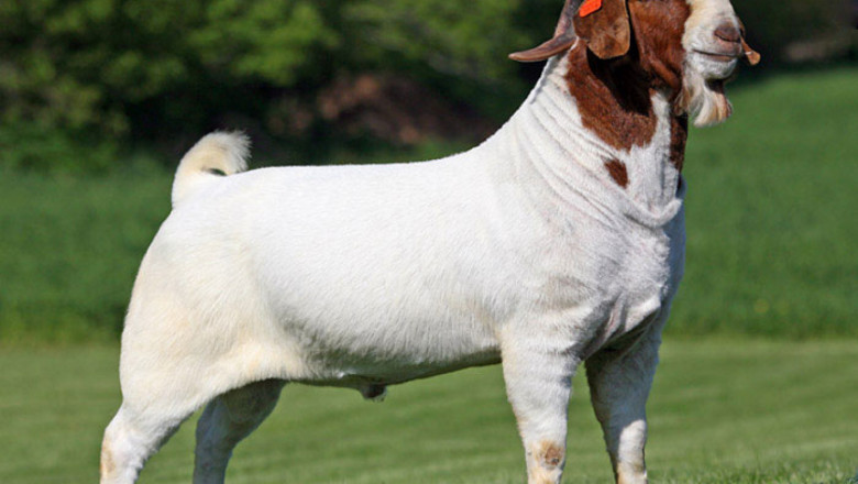 Порода кози Боер е единствената порода кози за месо
