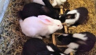 Продавам холандски зайци Женски и мъжки - Снимка 1