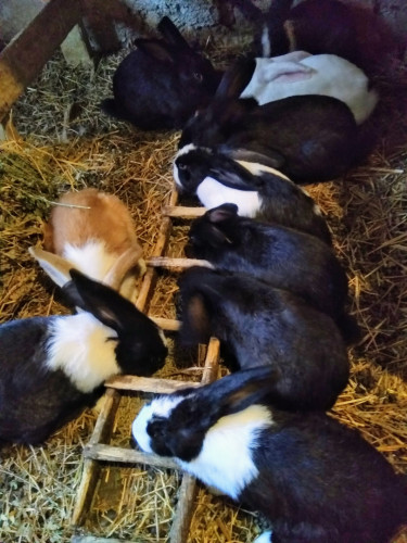 Продавам холандски зайци Женски и мъжки - Снимка 2