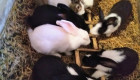 Продавам холандски зайци Женски и мъжки - Снимка 3