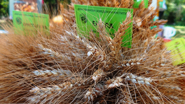Учени: Нужна е държавна стратегия за българската пшеница