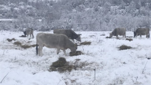 Животновъд: За кравите зимата дойде на 1 септември - Снимка 2