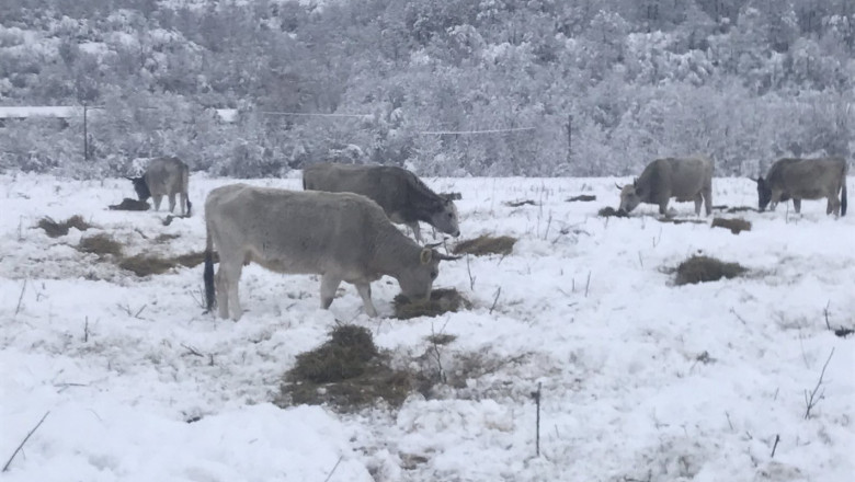 Животновъд: За кравите зимата дойде на 1 септември