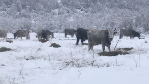 Животновъд: За кравите зимата дойде на 1 септември - Снимка 3