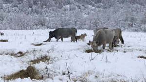 Животновъд: За кравите зимата дойде на 1 септември