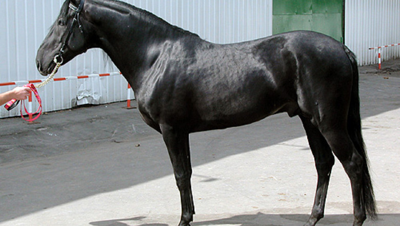 Кабардински кон