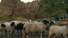Продавам 2 бр овце - Снимка 1