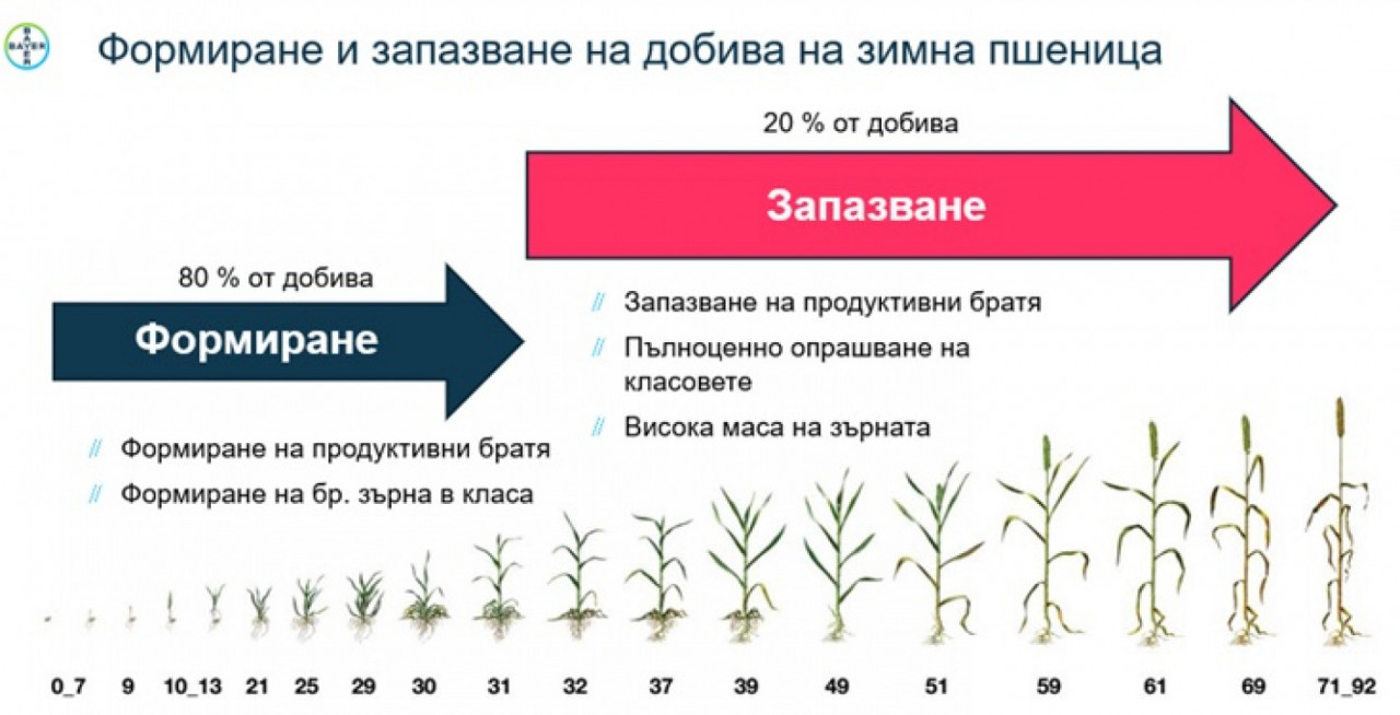 Как да постигнете максимални добиви от пшеница?