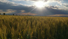 Продавам  семена българска осилеста пшеница С 1 - Снимка 1