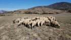 Продавам 150 броя Вакли маришки овце под селекция - Снимка 1