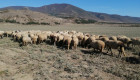 Продавам 150 броя Вакли маришки овце под селекция - Снимка 2