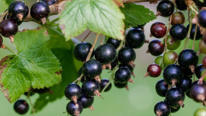 Сортове касис (черно френско грозде)
