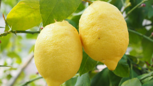 Поливане на лимоните отглеждани в домашни условия