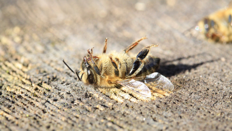 Убиха пчелите в 75 кошера в Монтанско