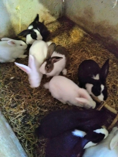 Продавам холандски зайци - Снимка 2