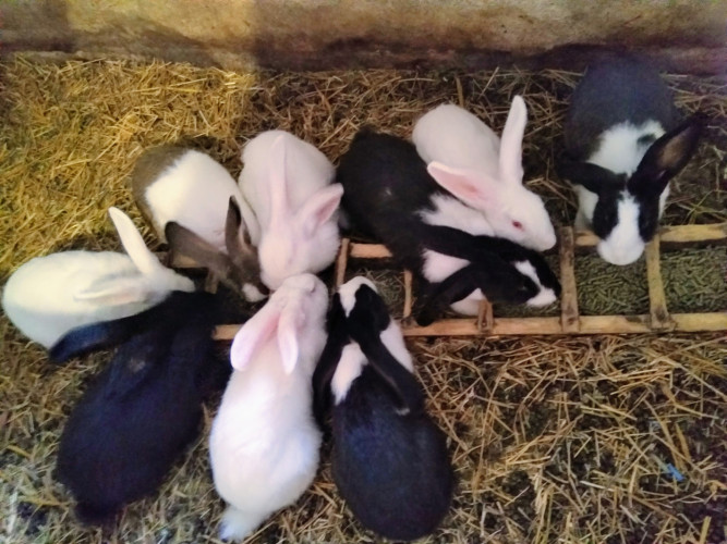 Продавам холандски зайци - Снимка 3
