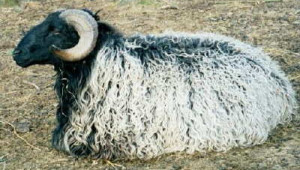 Каракулска порода овце - специализирана за агнешки кожи